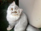 6 chatons Scottish et Highland Straight/Fold LOOF à vendre