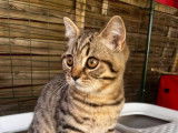 6 chatons Scottish et Highland Straight/Fold LOOF à vendre