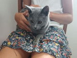 Disponibles à l’achat 2 chatons Chartreux bleus LOOF