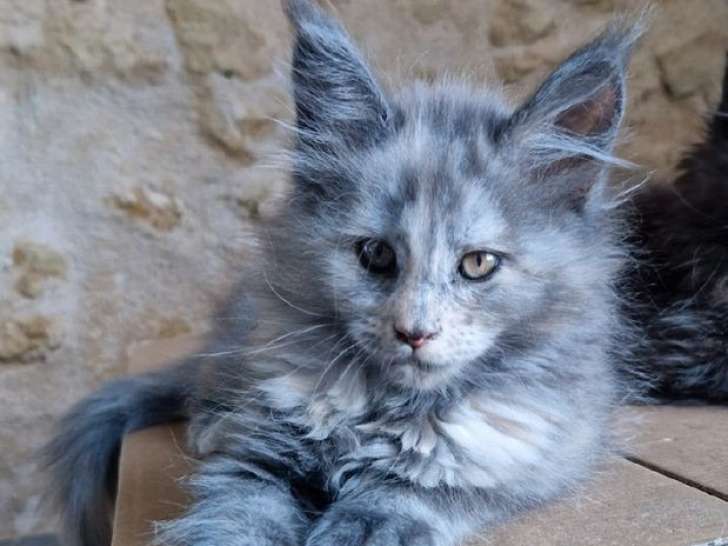 À vendre 2 chatons Maine Coons LOOF