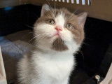 2 chatons British Longhair à réserver (LOOF)