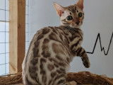 2 chatons Bengal à vendre