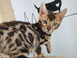 2 chatons Bengal à vendre