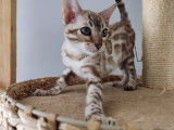 2 chatons Bengal à vendre