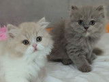 À réserver 2 chatons British Longhair LOOF
