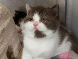 1 chatonne British shorthair LOOF à réserver