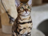 2 superbes chatons Bengal disponibles