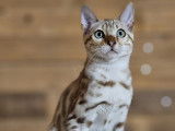 2 superbes chatons Bengal disponibles
