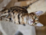 2 superbes chatons Bengal disponibles