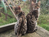 2 superbes chatons Bengal disponibles