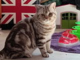 Un chat British Shorthair noir LOOF à vendre