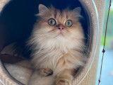 Une chatte British Longhair LOOF de 3 ans disponible à l’achat