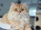 Une chatte British Longhair LOOF de 3 ans disponible à l’achat
