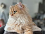 Une chatte British Longhair LOOF de 3 ans disponible à l’achat
