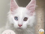 Chaton Maine coon polydactyle à vendre