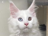Chaton Maine coon polydactyle à vendre