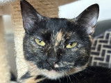 Bébécaille, femelle de 1 an à adopter