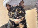 Bébécaille, femelle de 1 an à adopter