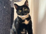 Bébécaille, femelle de 1 an à adopter