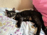 Bébécaille, femelle de 1 an à adopter