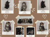 Chatons de race Maine Coon à vendre (3 femelles)