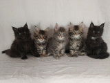 Chatons de race Maine Coon à vendre (3 femelles)
