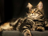 Chatons de race Maine Coon à vendre (3 femelles)