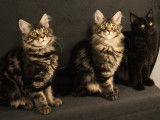 Chatons de race Maine Coon à vendre (3 femelles)