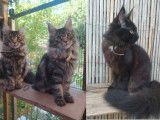 Chatons de race Maine Coon à vendre (3 femelles)