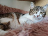 Korygwen, petite nymphe à adopter