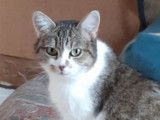 Korygwen, petite nymphe à adopter