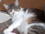 Korygwen, petite nymphe à adopter