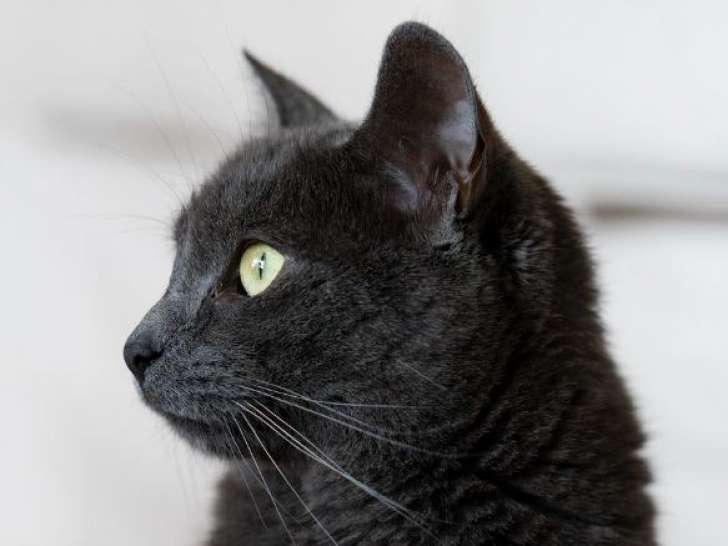 Ulysse, un roi à adopter