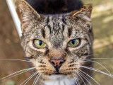 Prêt pour l'adoption : chat de 11 ans
