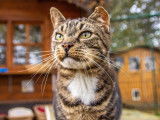 Prêt pour l'adoption : chat de 11 ans