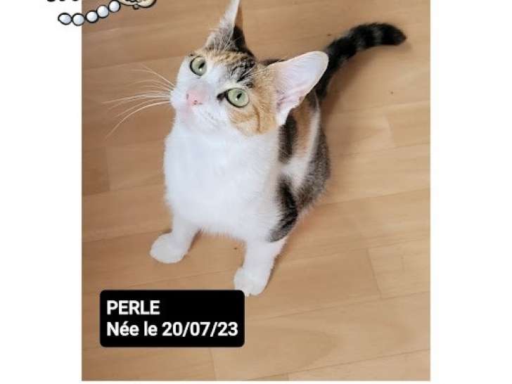 À accueillir : chatte d'un an