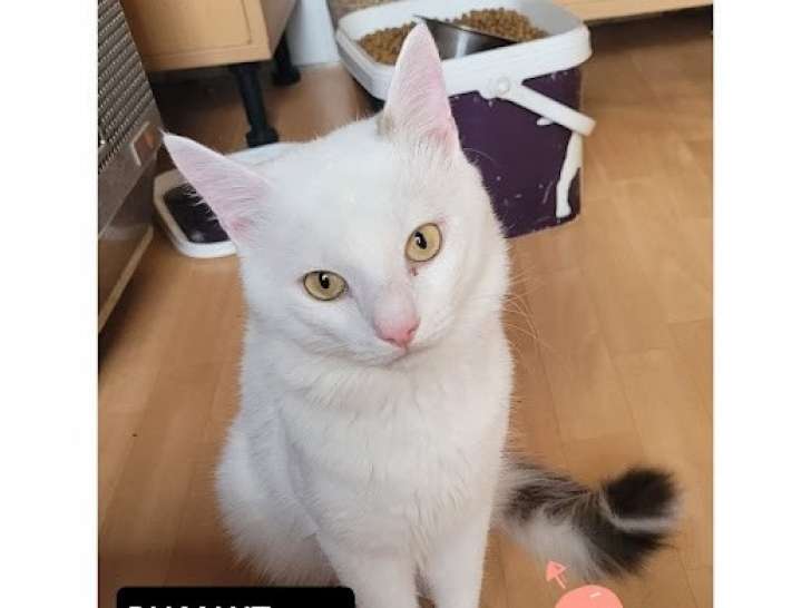 En attente d’un foyer : chat d'un an