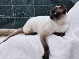 En quête d’un foyer : chat Siamois