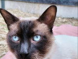 En quête d’un foyer : chat Siamois