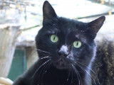 Adoption disponible : chat de 8 ans
