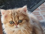 Chatons de race Persan à vendre (1 femelle & 1 mâle)