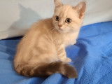 Adorables chatons British Longhair et Shorthair à vendre