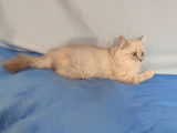 Adorables chatons British Longhair et Shorthair à vendre