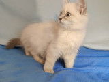 Adorables chatons British Longhair et Shorthair à vendre
