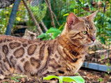 Valentin de la chatterie Osiris Bengal