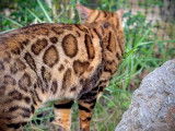 Chatons Bengal LOOF à vendre