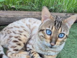 Papa Arès de Laf mâle né en 2025 Seal tabby point ( motif spotted/rosettes)