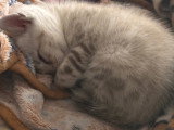 Chatons Bengal Snow lynx