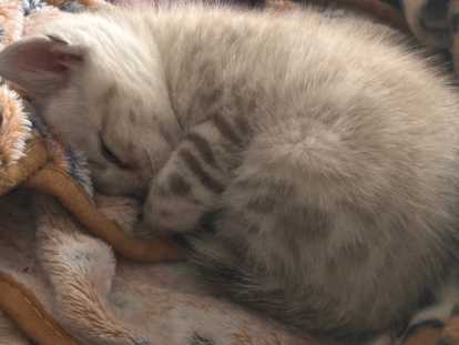 Chatons Bengal Snow lynx