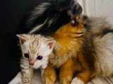 Chatons Bengal Snow lynx